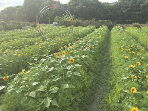 元朗信芯園太陽花現正盛開！入場即送粉紅色香水百合！全新「日系」打卡位登場 附交通方法/入場費