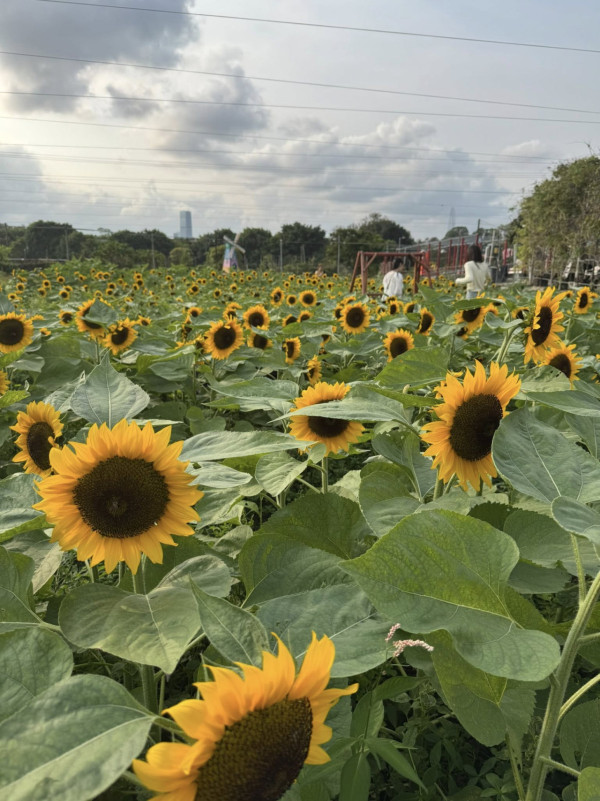 元朗信芯園太陽花現正盛開！入場即送粉紅色香水百合！全新「日系」打卡位登場 附交通方法/入場費
