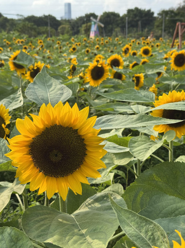 元朗信芯園太陽花現正盛開！入場即送粉紅色香水百合！全新「日系」打卡位登場 附交通方法/入場費