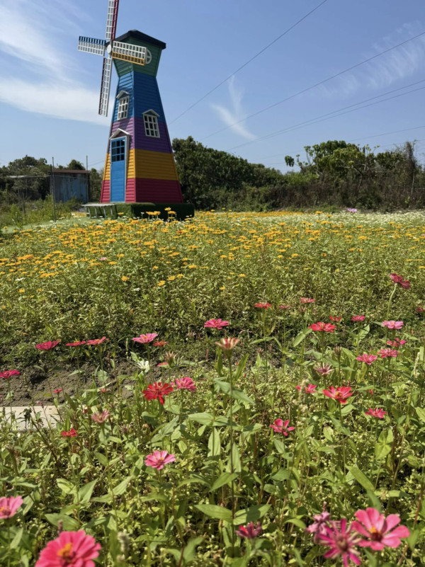 元朗信芯園太陽花現正盛開！入場即送粉紅色香水百合！全新「日系」打卡位登場 附交通方法/入場費