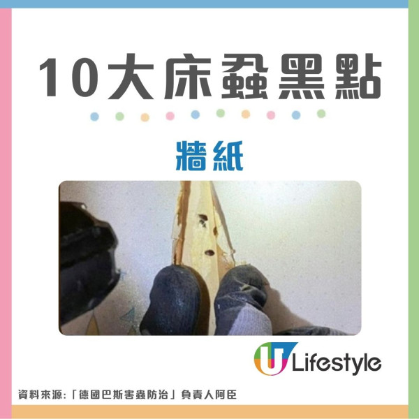 【床蝨滅蝨攻略】屋企有床蝨點算？網傳2大「滅蝨謬誤」分分鐘害全屋 專家教4步防蝨︰檢查紙箱呢個位置是關鍵！