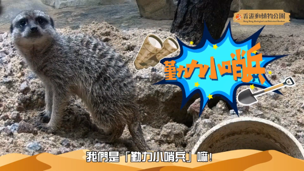 香港動植物公園逾200隻動物！免費睇紅頸袋鼠/樹懶/紅鸛！必睇水瀨餵食訓練 附開放時間+交通方法