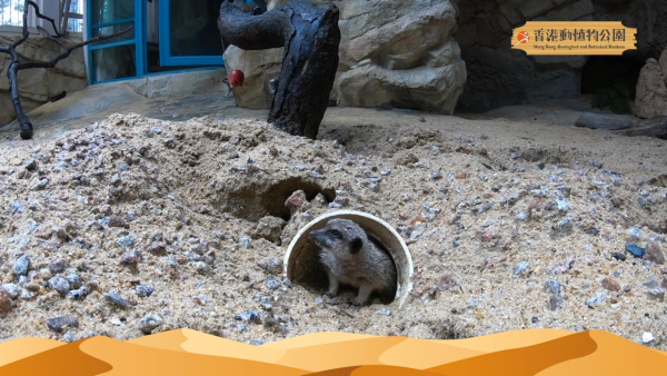 香港動植物公園逾200隻動物！免費睇紅頸袋鼠/樹懶/紅鸛！必睇水瀨餵食訓練 附開放時間+交通方法