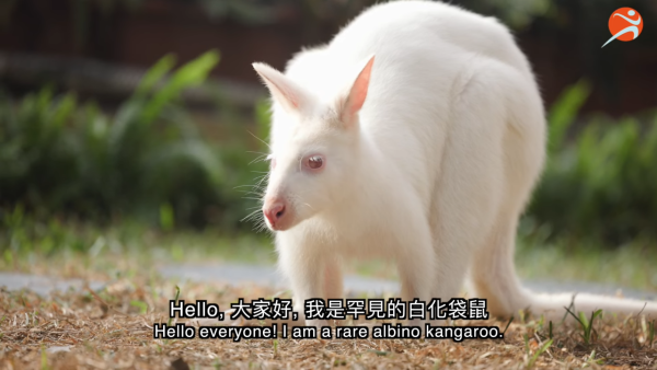 香港動植物公園逾200隻動物！免費睇紅頸袋鼠/樹懶/紅鸛！必睇水瀨餵食訓練 附開放時間+交通方法