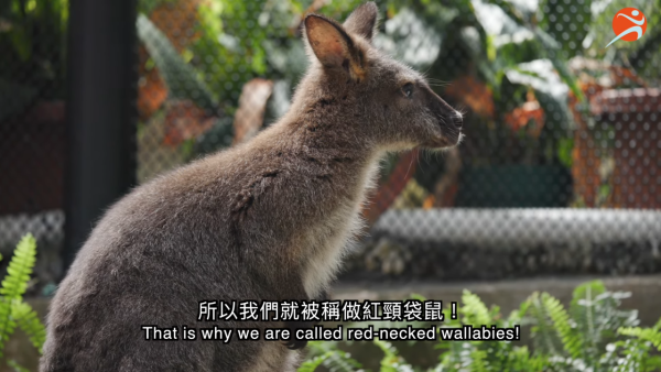 香港動植物公園逾200隻動物！免費睇紅頸袋鼠/樹懶/紅鸛！必睇水瀨餵食訓練 附開放時間+交通方法