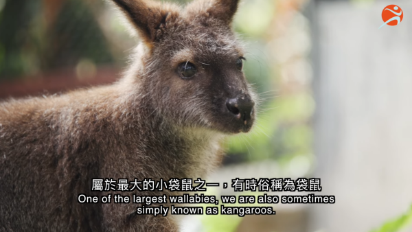 香港動植物公園逾200隻動物！免費睇紅頸袋鼠/樹懶/紅鸛！必睇水瀨餵食訓練 附開放時間+交通方法