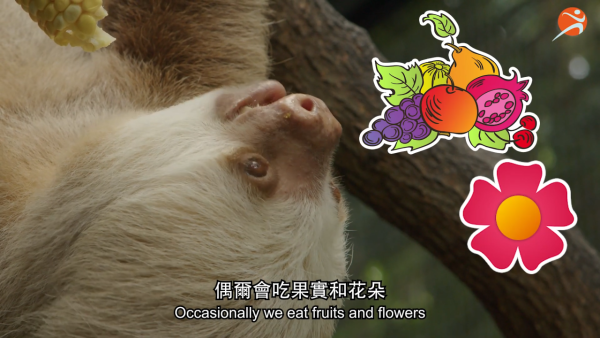 香港動植物公園逾200隻動物！免費睇紅頸袋鼠/樹懶/紅鸛！必睇水瀨餵食訓練 附開放時間+交通方法