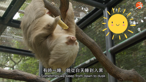 香港動植物公園逾200隻動物！免費睇紅頸袋鼠/樹懶/紅鸛！必睇水瀨餵食訓練 附開放時間+交通方法