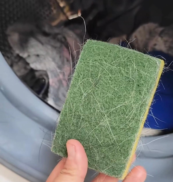 寵物毛髮黐滿衣服？網民教洗衫前放一物有效自動除毛！一招簡單清乾淨 附實測效果