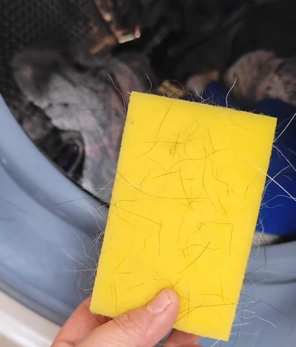 寵物毛髮黐滿衣服？網民教洗衫前放一物有效自動除毛！一招簡單清乾淨 附實測效果