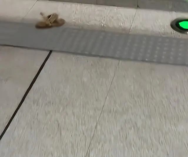 內地客搭港鐵見連環讓座！3歲童1句話超震驚 驚詫中港教育 揭港爸媽神級家教