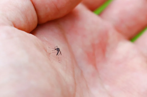 半夜捉蚊千萬別開大燈!網民教1招「側照法」滅蚊 牆上秒現巨大黑影