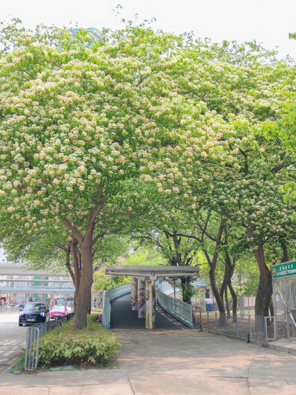大角咀驚現魚木花海隧道！網民讚全港最美天橋：靚過飛日本(附路線)