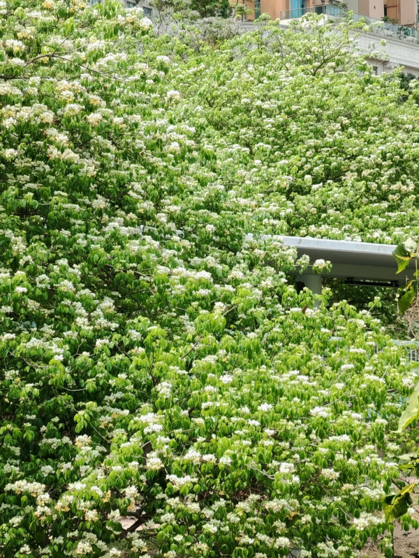 大角咀驚現魚木花海隧道！網民讚全港最美天橋：靚過飛日本(附路線)