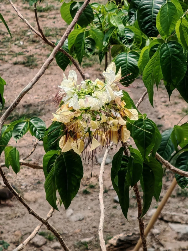 大角咀驚現魚木花海隧道！網民讚全港最美天橋：靚過飛日本(附路線)