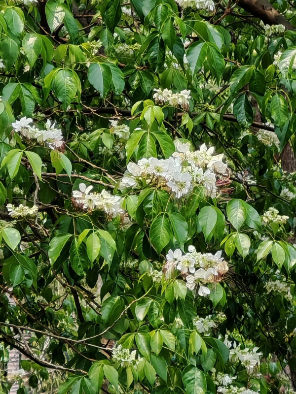 大角咀驚現魚木花海隧道！網民讚全港最美天橋：靚過飛日本(附路線)