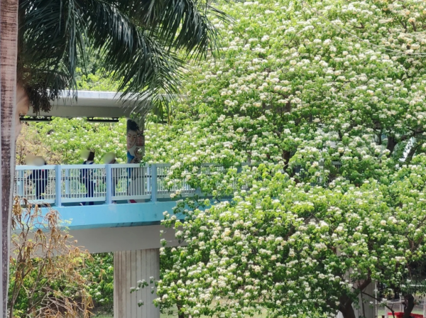 大角咀驚現魚木花海隧道！網民讚全港最美天橋：靚過飛日本(附路線)