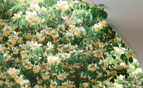 大角咀驚現魚木花海隧道！網民讚全港最美天橋：靚過飛日本(附路線)