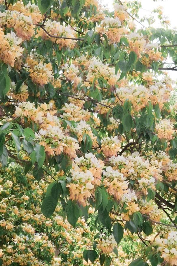 大角咀驚現魚木花海隧道！網民讚全港最美天橋：靚過飛日本(附路線)
