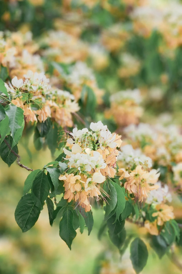 大角咀驚現魚木花海隧道！網民讚全港最美天橋：靚過飛日本(附路線)