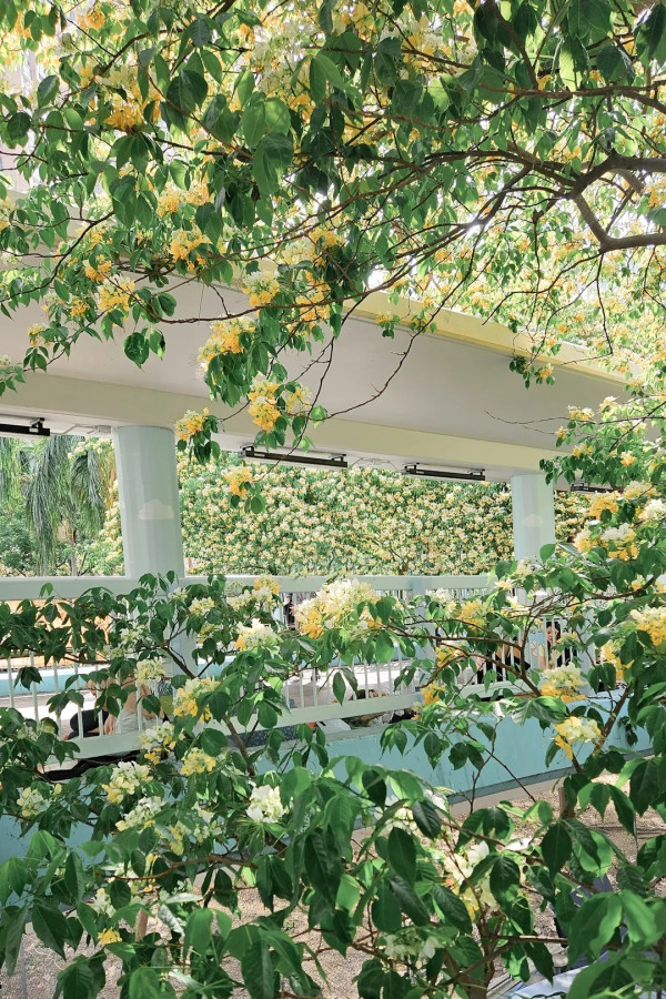 香港4月驚現「飄雪」奇景？輕鐵駛過一剎那美如動畫 網民反崩潰：口罩要戴兩層