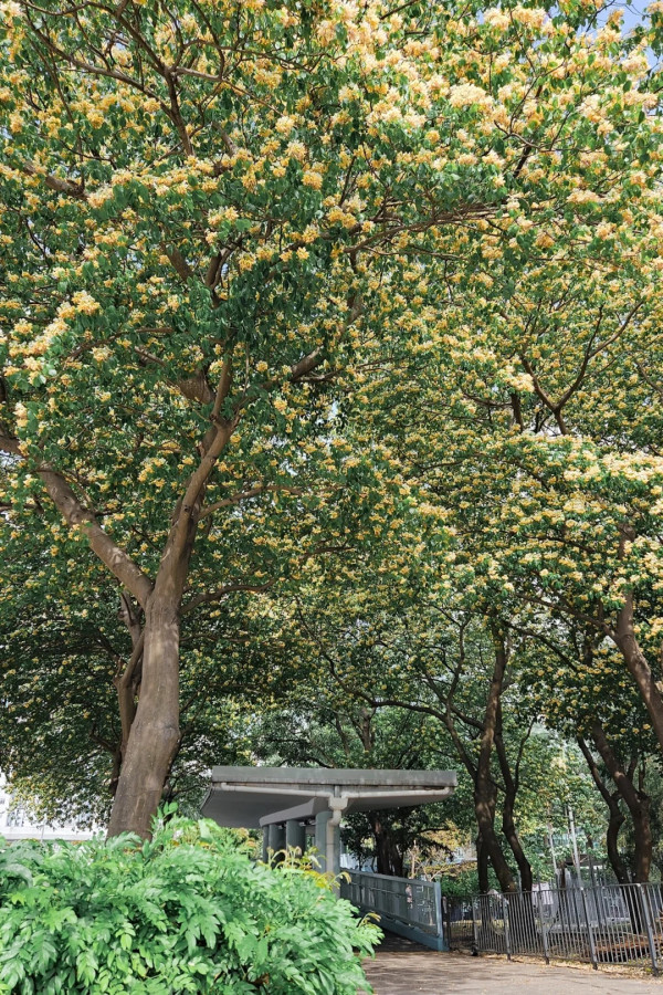 大角咀驚現魚木花海隧道！網民讚全港最美天橋：靚過飛日本(附路線)