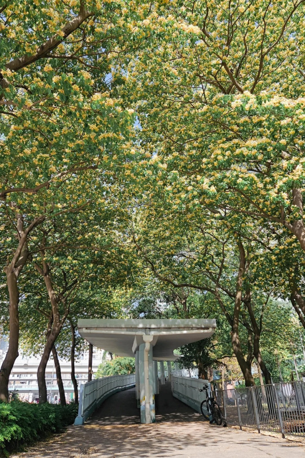 大角咀驚現魚木花海隧道！網民讚全港最美天橋：靚過飛日本(附路線)