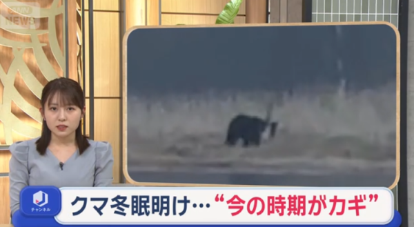 日本熊災再現?野熊結束冬眠現身東北多地!當局料熊出沒激增教自救4招
