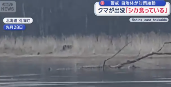 日本熊災再現?野熊結束冬眠現身東北多地!當局料熊出沒激增教自救4招