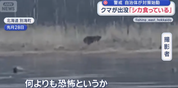 日本熊災再現?野熊結束冬眠現身東北多地!當局料熊出沒激增教自救4招