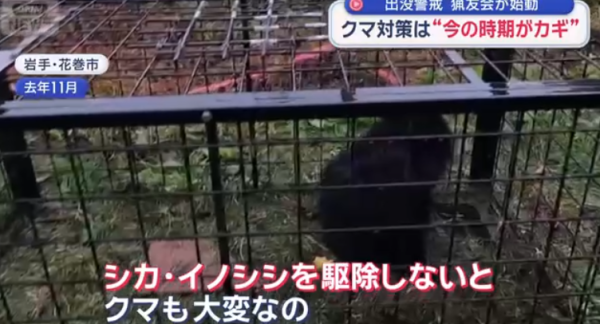 日本熊災再現?野熊結束冬眠現身東北多地!當局料熊出沒激增教自救4招