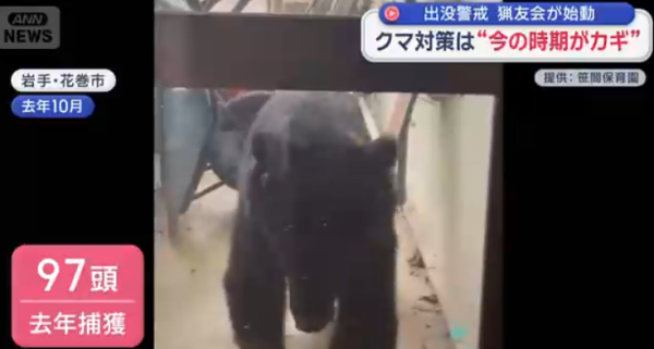 日本熊災再現?野熊結束冬眠現身東北多地!當局料熊出沒激增教自救4招