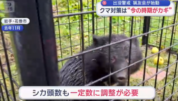 日本熊災再現?野熊結束冬眠現身東北多地!當局料熊出沒激增教自救4招