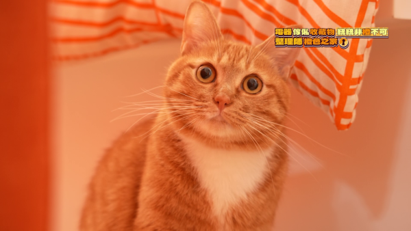 傾家入宅|整理師教路「直立式收納」拯救亂屋 三大口訣傳授「買一送一」法則