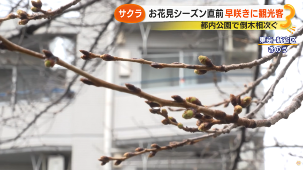 照片來源:サン!シャイン公式ch. 照片來源:サン!シャイン公式ch.