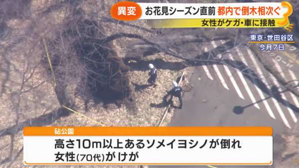 照片來源:サン!シャイン公式ch. 照片來源:サン!シャイン公式ch.