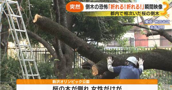 照片來源:サン!シャイン公式ch. 照片來源:サン!シャイン公式ch.