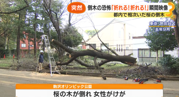 照片來源:サン!シャイン公式ch. 照片來源:サン!シャイン公式ch.