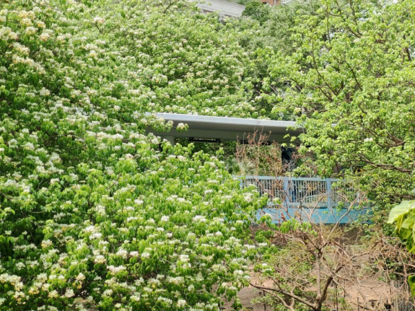 全港7大魚木花海合集！黃白浪漫花潮限時盛放 港九新界打卡秘境曝光