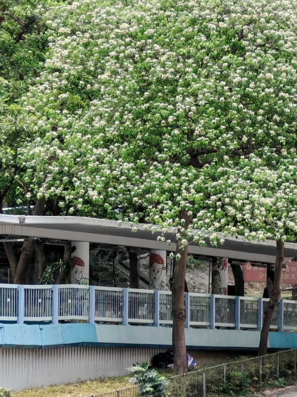 灣仔半山傳奇古宅限時免費開放！揭《京華春夢》取景地 附搶位攻略