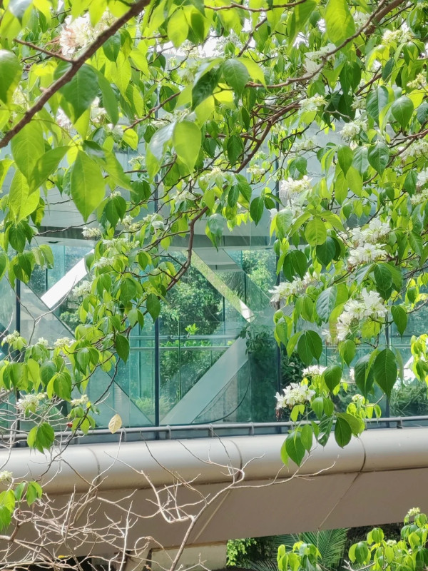 灣仔半山傳奇古宅限時免費開放！揭《京華春夢》取景地 附搶位攻略