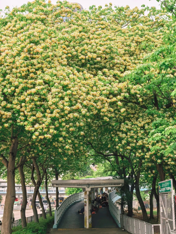 灣仔半山傳奇古宅限時免費開放！揭《京華春夢》取景地 附搶位攻略