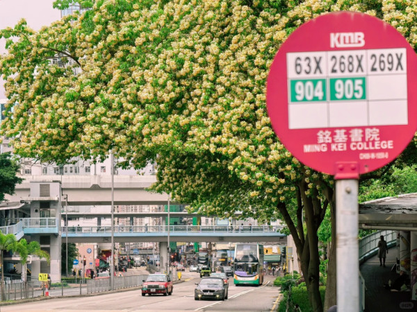 灣仔半山傳奇古宅限時免費開放！揭《京華春夢》取景地 附搶位攻略