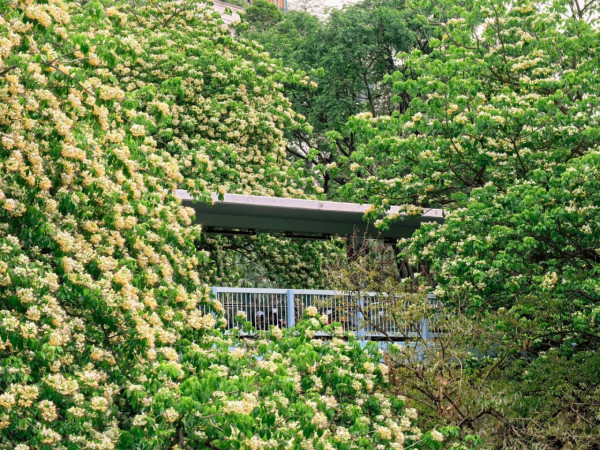 全港7大魚木花海合集！黃白浪漫花潮限時盛放 港九新界打卡秘境曝光