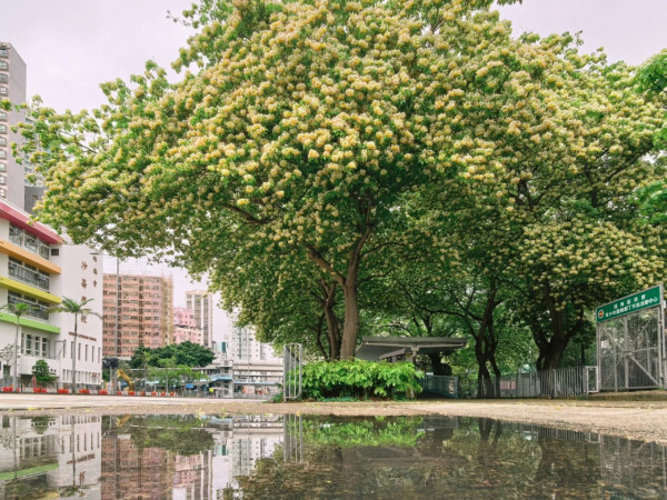 全港7大魚木花海合集！黃白浪漫花潮限時盛放 港九新界打卡秘境曝光