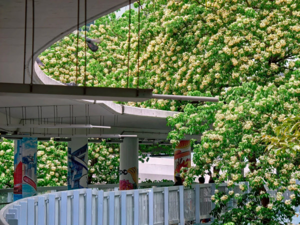 全港7大魚木花海合集！黃白浪漫花潮限時盛放 港九新界打卡秘境曝光