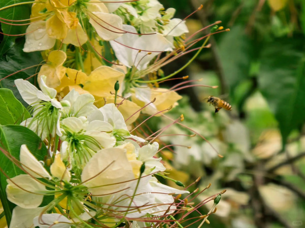 全港7大魚木花海合集！黃白浪漫花潮限時盛放 港九新界打卡秘境曝光