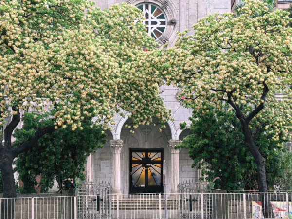 全港7大魚木花海合集！黃白浪漫花潮限時盛放 港九新界打卡秘境曝光