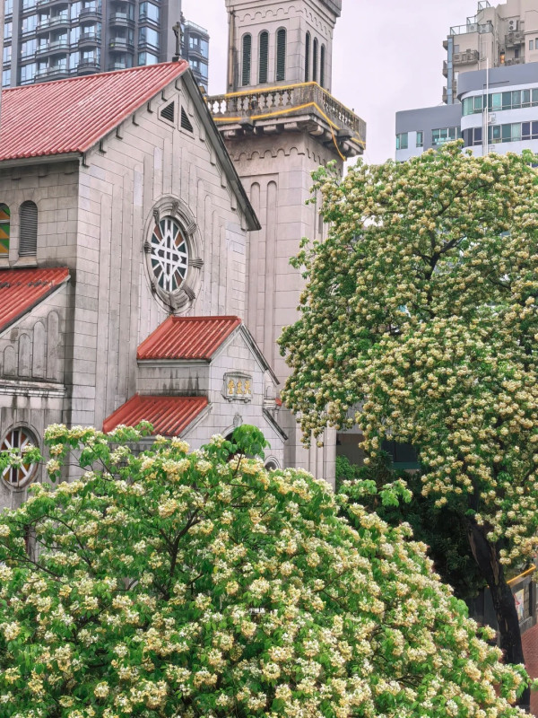 全港7大魚木花海合集！黃白浪漫花潮限時盛放 港九新界打卡秘境曝光