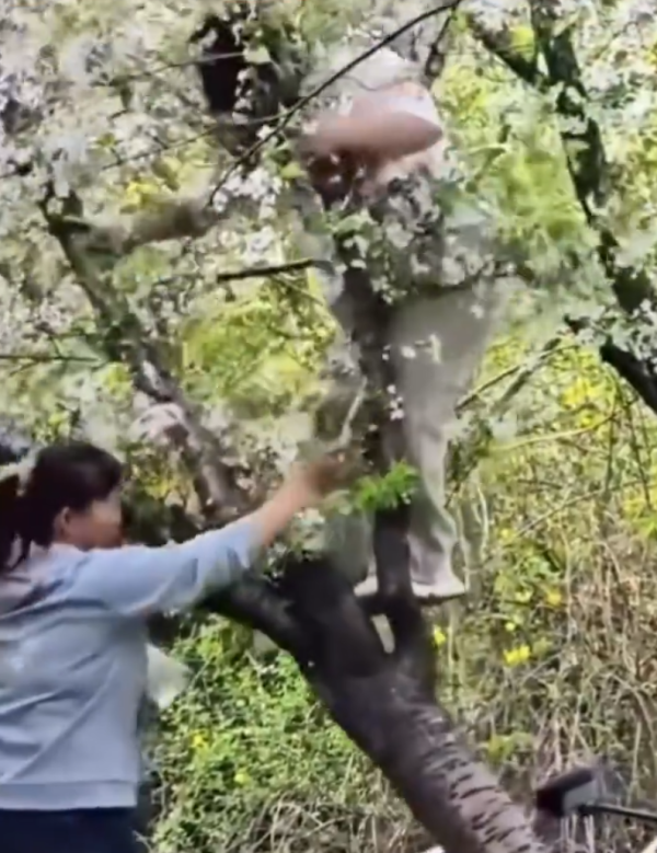 照片來源：微博@河南公共频道 